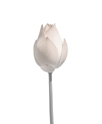 flower image for asthetics