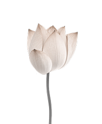 flower image for asthetics