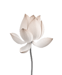 flower image for asthetics